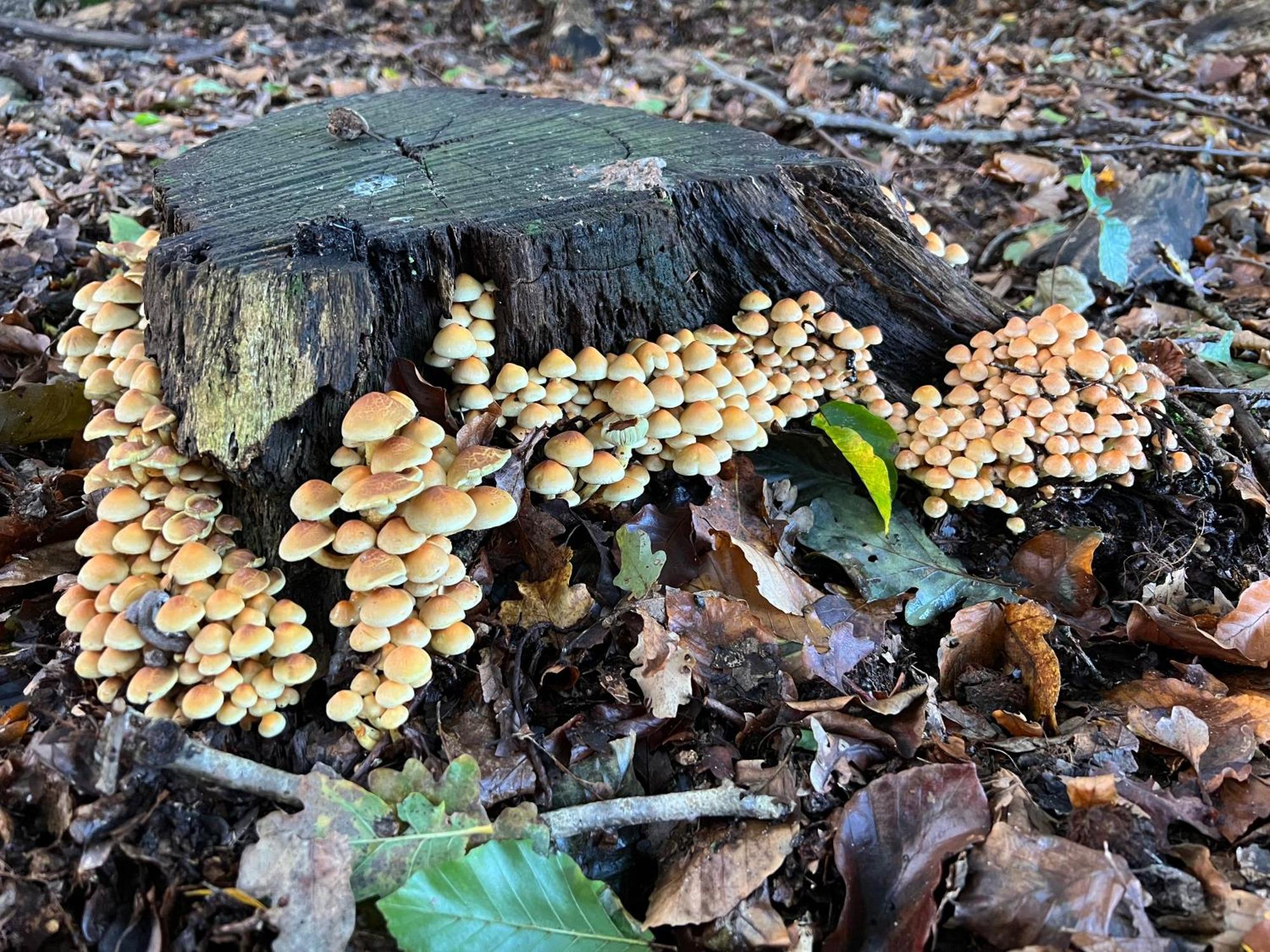 Veluwe Park Reewold Chalet Talisman Putten Eksteriør bilde