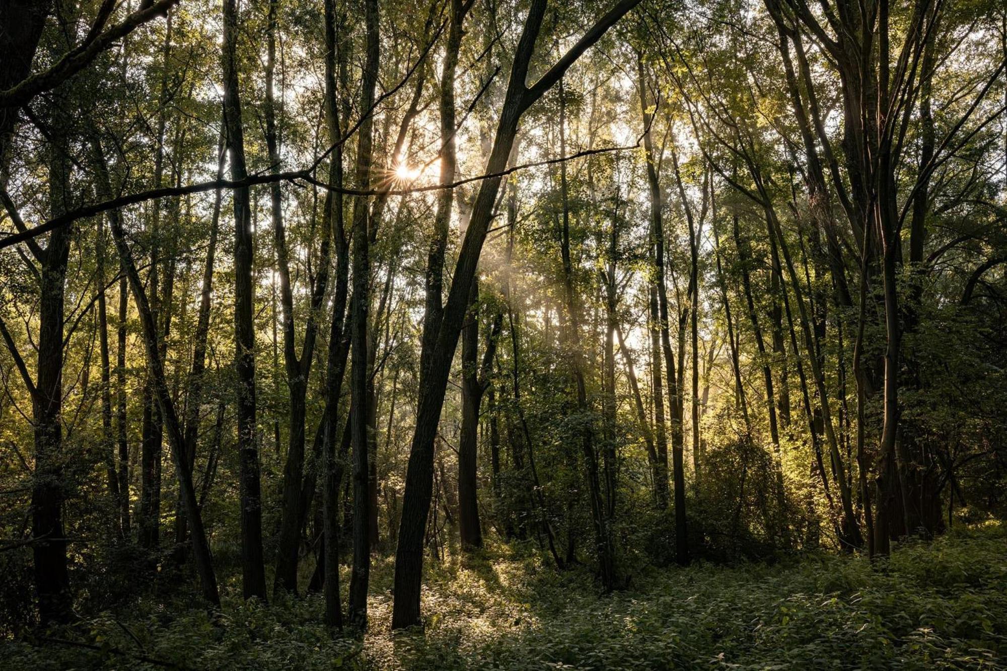 Veluwe Park Reewold Chalet Talisman Putten Eksteriør bilde