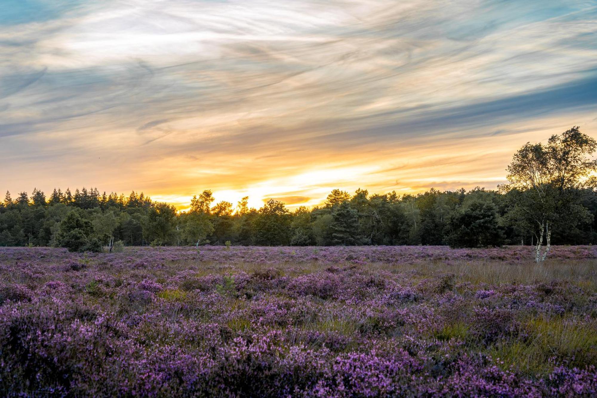 Veluwe Park Reewold Chalet Talisman Putten Eksteriør bilde